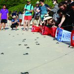 A sanctuary for turtles