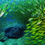 Thế giới của những chuyến phưu lưu – Mozambique