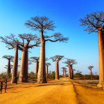 Thế giới của những chuyến phưu lưu – Madagascar