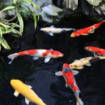 Colorful koi