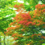 Fukuoka – Trong rừng thẳm và trên đảo xa