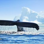 Into the world of adventure – Antarctica