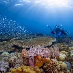 Wakatobi – Cõi Niết bàn dưới đại dương