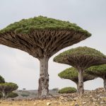 Socotra – The island of dragon blood trees