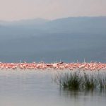 Hoang dã Tanzania